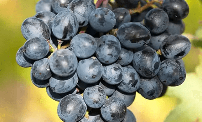 Areni (Areni Noire / Sev Areni)